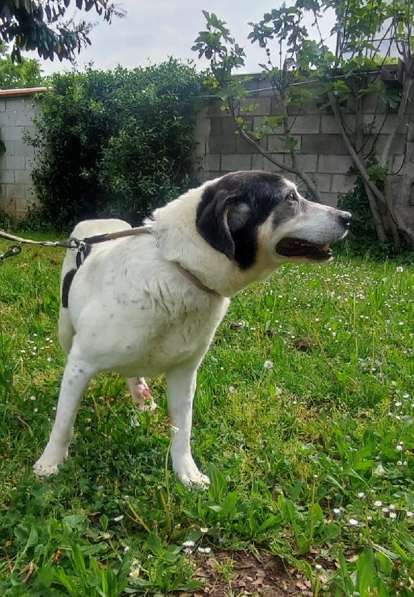 VALERIO TENERA ADOZIONE DEL CUORE Foto 9